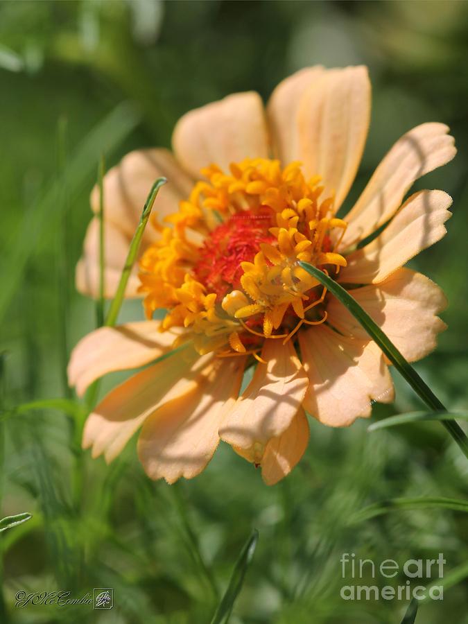 Flower Photograph - Zinnia from the Candy Mix by J McCombie
