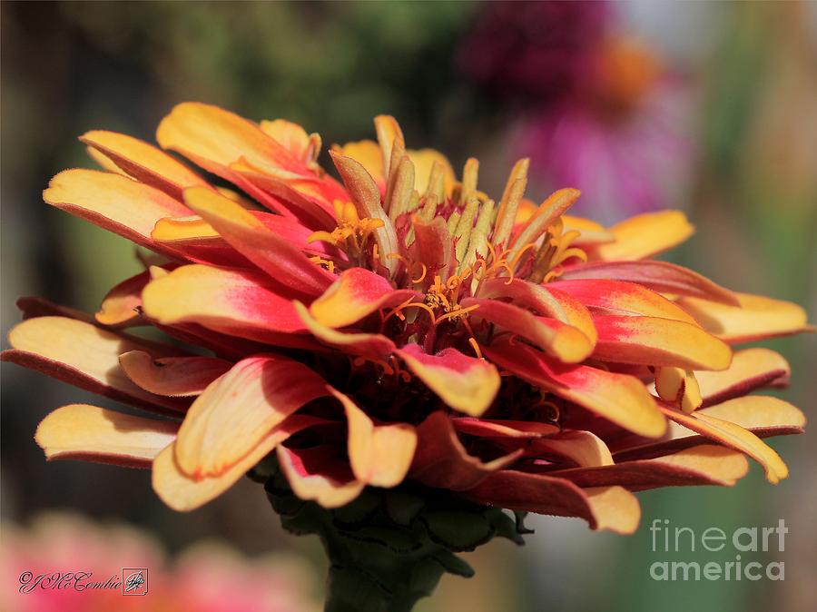 Flower Photograph - Zinnia from the Whirligig Mix by J McCombie