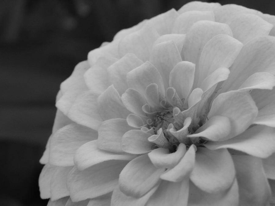Zinnia in black and white Photograph by Pat Lopez