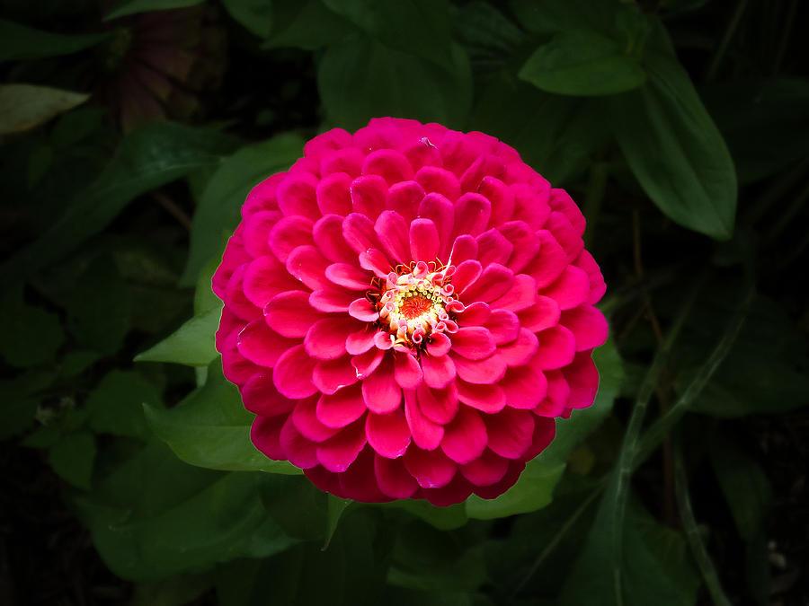 Zinnia in Bloom Photograph by Kenneth Cole