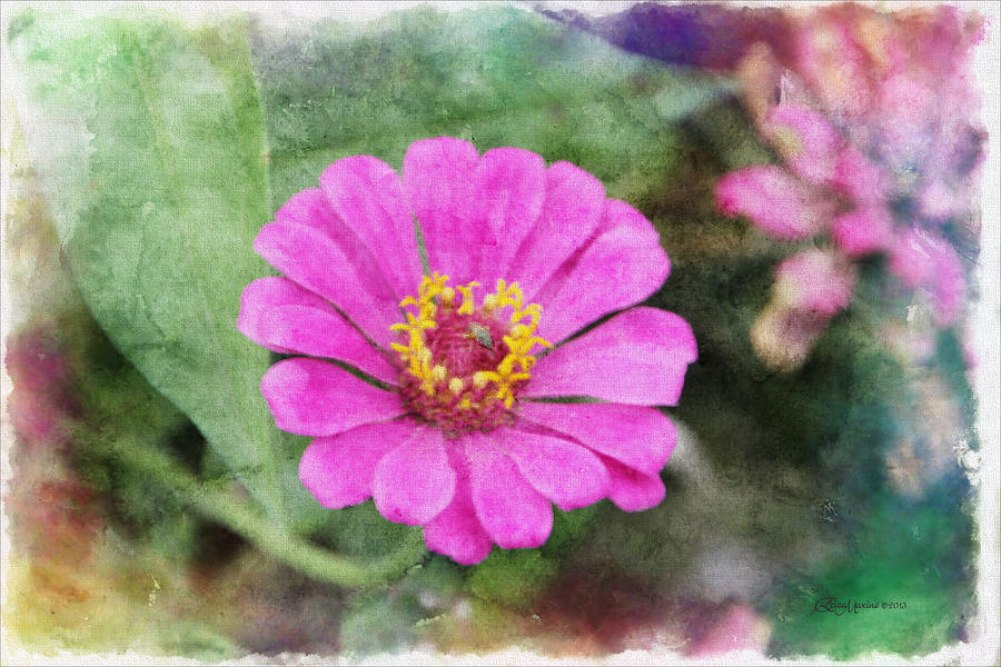 Zinnia in Pastel Photograph by Ericamaxine Price - Fine Art America