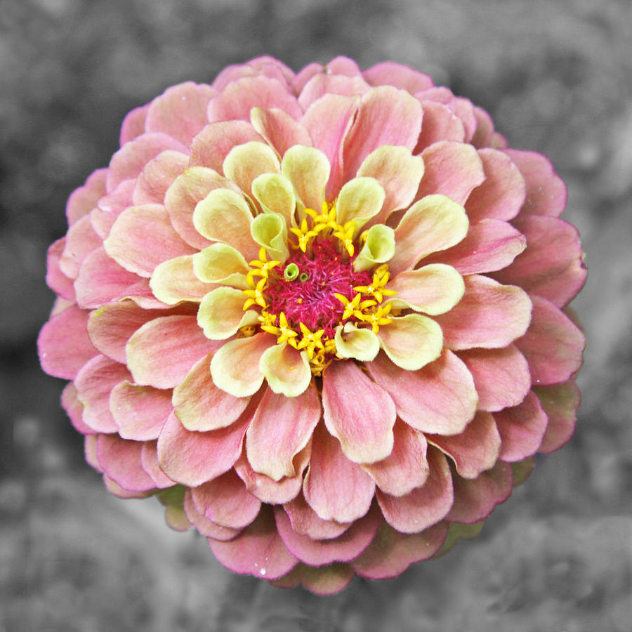 Zinnia in Pink and Yellow Photograph by Brooke T Ryan