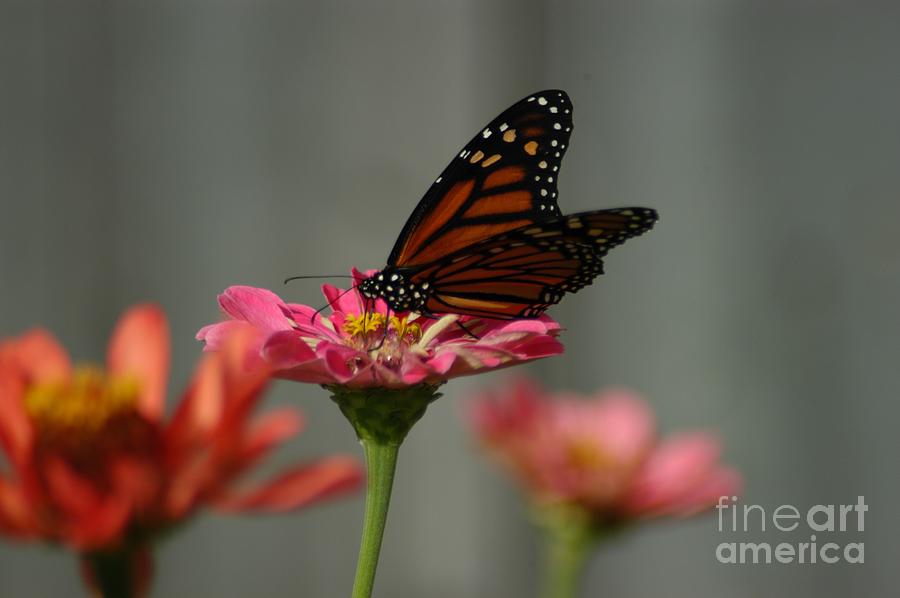 Butterfly Photograph - Zinnia by Joseph Yarbrough