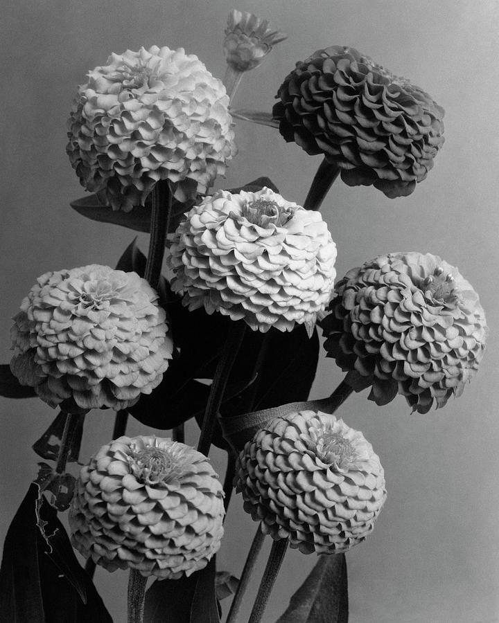 Zinnia Lilliput Flowers Photograph by J. Horace McFarland