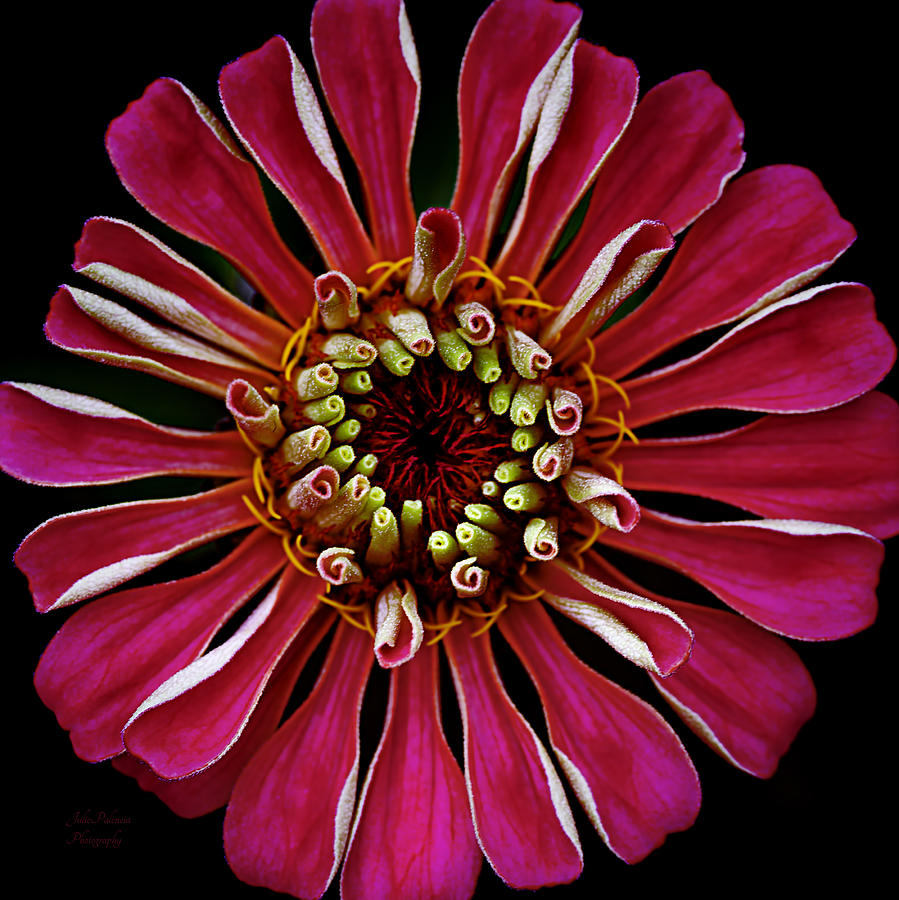Nature Photograph - Zinnia Macro Squared in Hot Pink by Julie Palencia