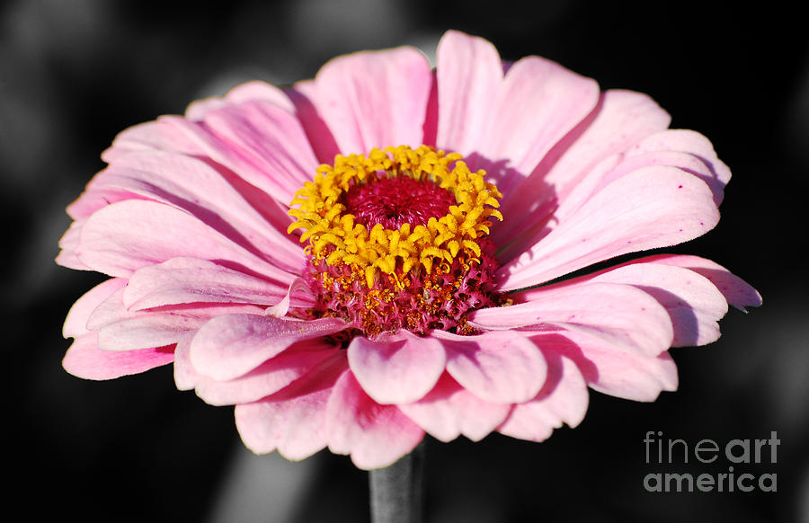 Zinnia Pink Flower Floral Decor Macro Color Splash Black and White Digital Art Photograph by Shawn OBrien