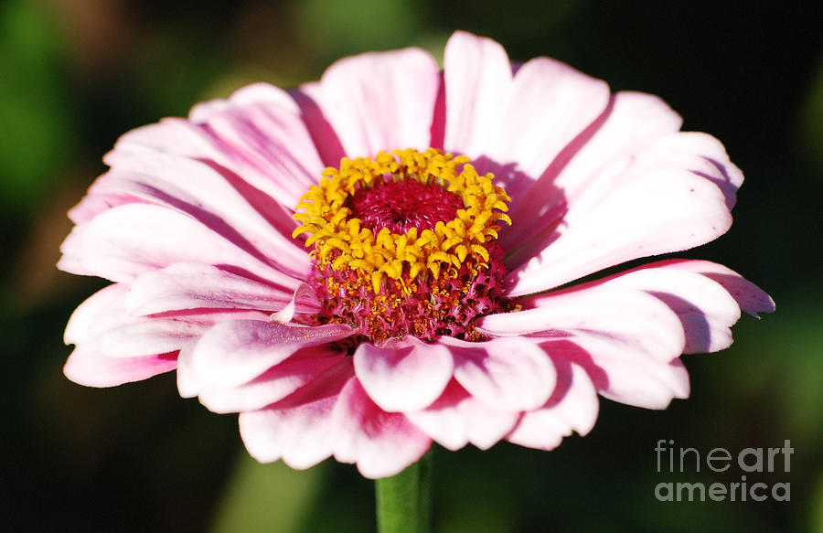 Zinnia Pink Flower Floral Decor Macro Diffuse Glow Digital Art Digital Art by Shawn OBrien