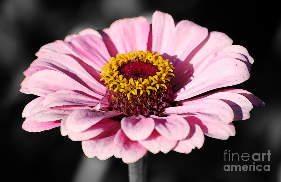 Zinnia Pink Flower Floral Decor Macro Fresco Color Splash Black and White Digital Art Digital Art by Shawn OBrien