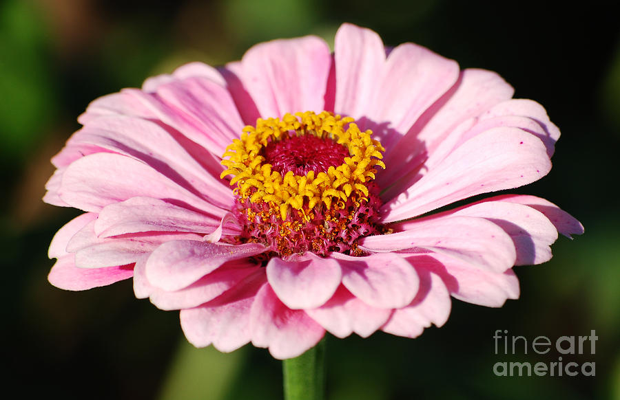 Flower Photograph - Zinnia Pink Flower Floral Decor Macro by Shawn OBrien