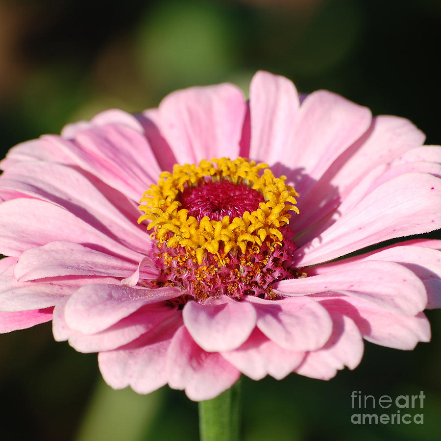 Zinnia Pink Flower Floral Decor Macro Sqaure Format Photograph by Shawn OBrien