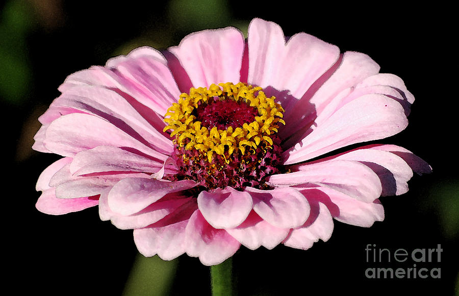 Zinnia Pink Flower Floral Decor Macro Watercolor Digital Art Digital Art by Shawn OBrien