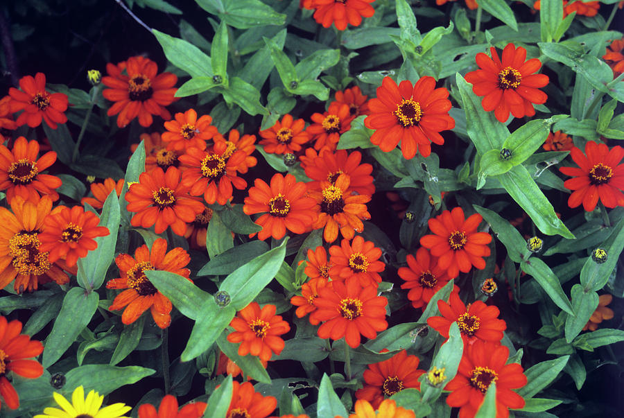 Zinnia 'profusion Fire' Photograph by Mrs W D Monks/science Photo