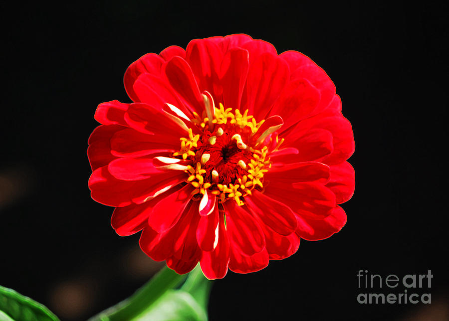 Zinnia Red Flower Floral Decor Macro Accented Edges Digital Art Digital Art by Shawn OBrien