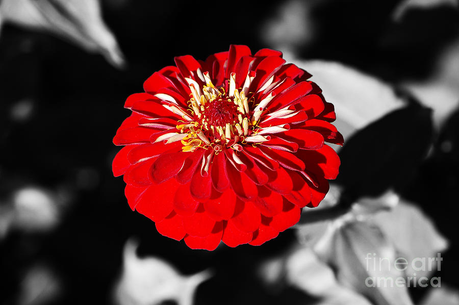 Zinnia Red Flower Floral Decor Macro Closeup Color Splash Black and White Digital Art Photograph by Shawn OBrien