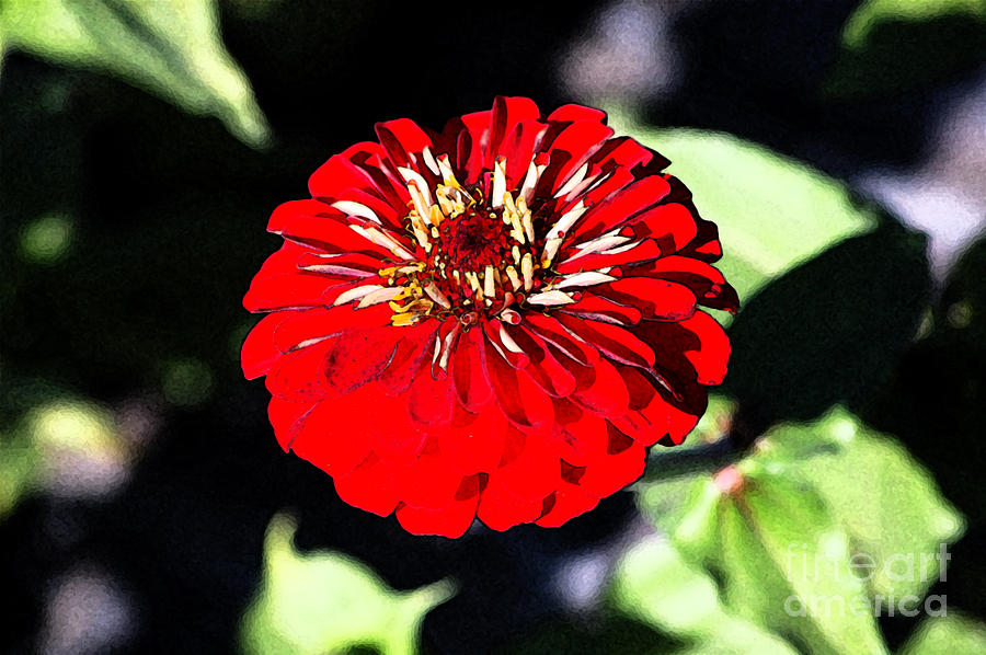Zinnia Red Flower Floral Decor Macro Closeup Fresco Digital Art Digital Art by Shawn OBrien