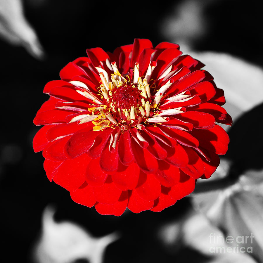 Zinnia Red Flower Floral Decor Macro Closeup Square Format Color Splash Digital Art Photograph by Shawn OBrien