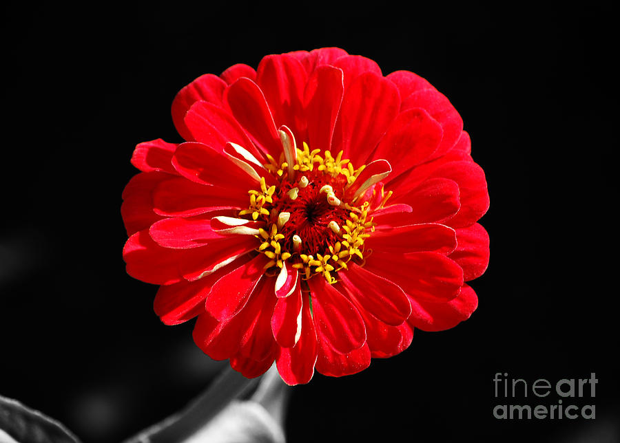 Zinnia Red Flower Floral Decor Macro Color Splash Black and White Digital Art Photograph by Shawn OBrien