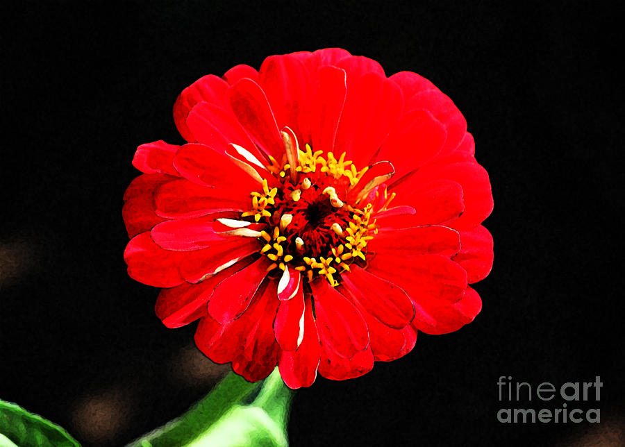 Zinnia Red Flower Floral Decor Macro Fresco Digital Art Digital Art by Shawn OBrien