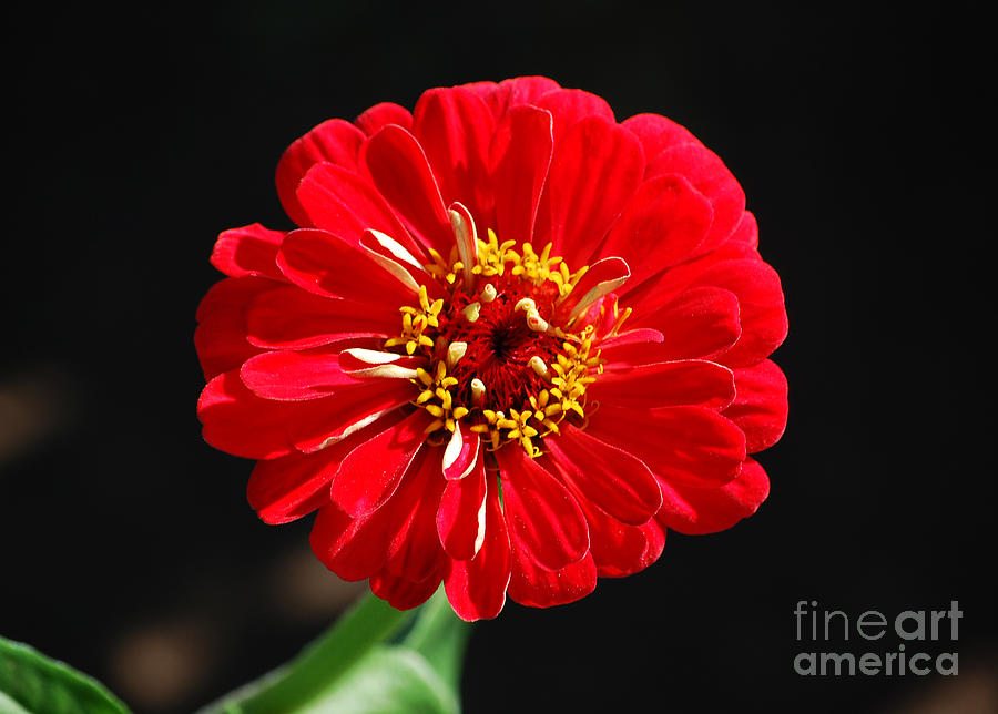 Zinnia Red Flower Floral Decor Macro Photograph by Shawn OBrien