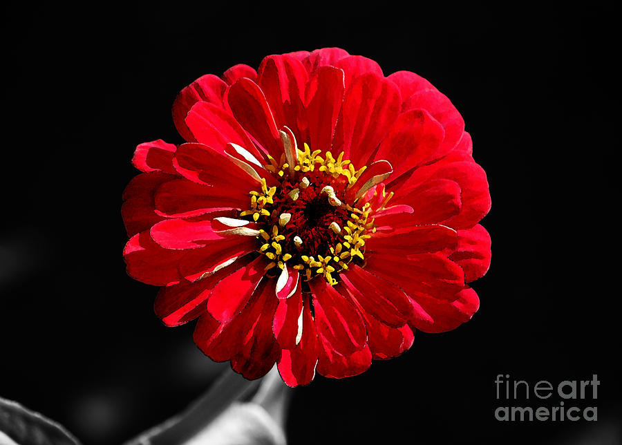 Zinnia Red Flower Floral Decor Macro Watercolor Color Splash Black and White Digital Art Digital Art by Shawn OBrien