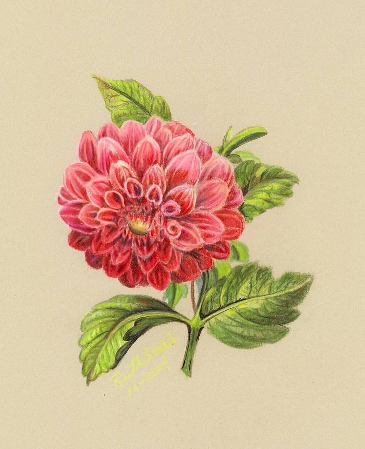 Zinnia Drawing by Ruth Seal - Fine Art America