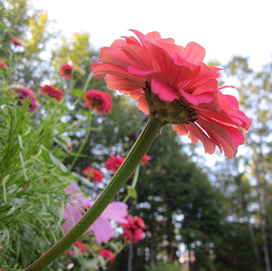 Zinnia Side View Photograph by MTBobbins Photography