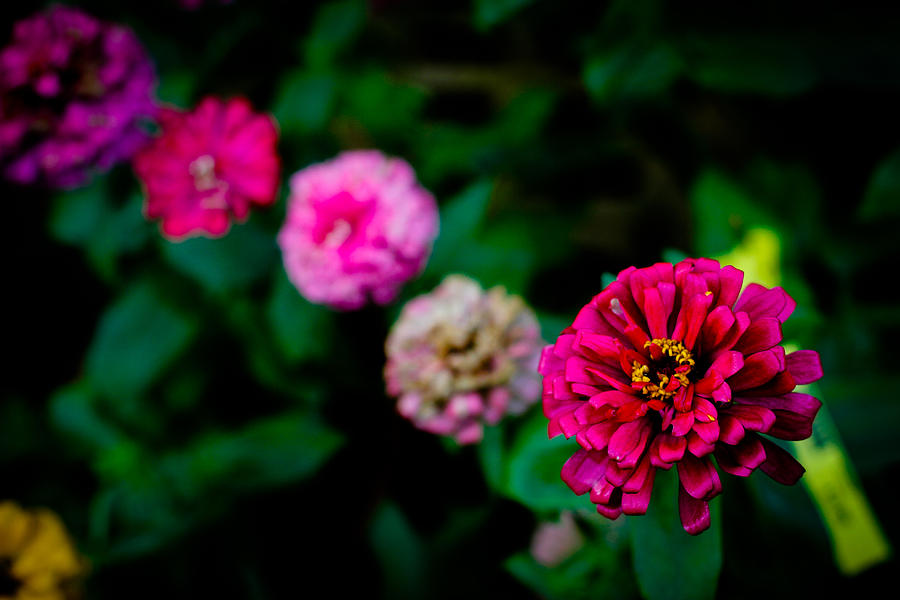 Zinnia Photograph - Zinnia Singapore Flower by Donald Chen