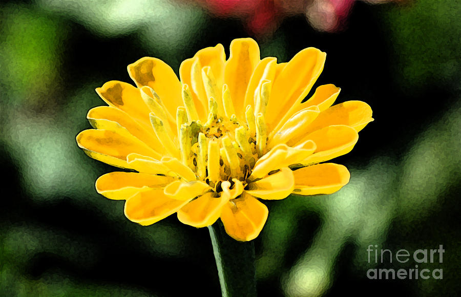 Zinnia Yellow Flower Floral Decor Macro Fresco Digital Art Digital Art by Shawn OBrien