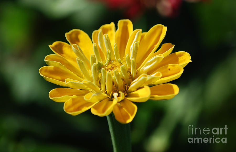 Zinnia Yellow Flower Floral Decor Macro Photograph by Shawn OBrien