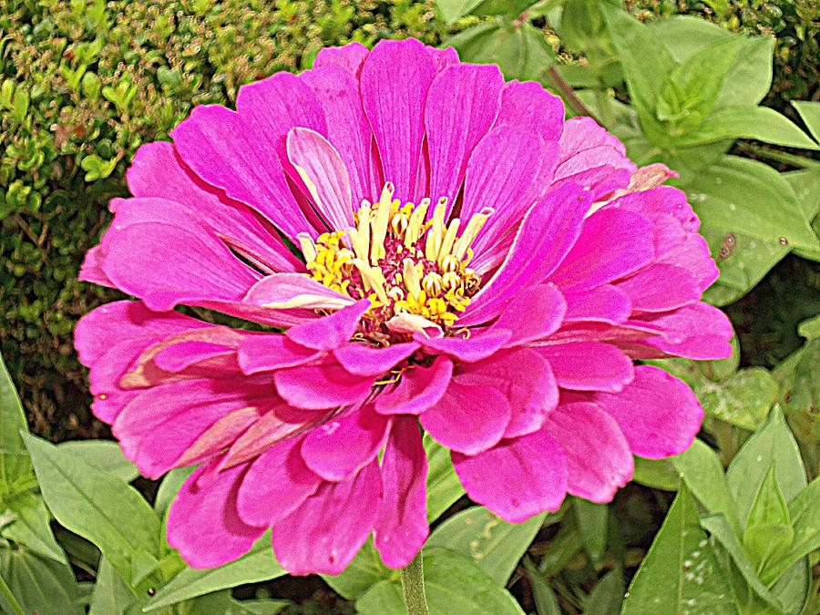 Zinnias 6 Photograph by Ron Kandt