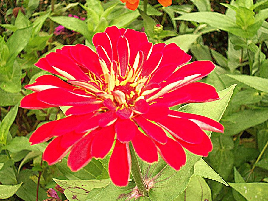 Zinnias 7 Photograph by Ron Kandt
