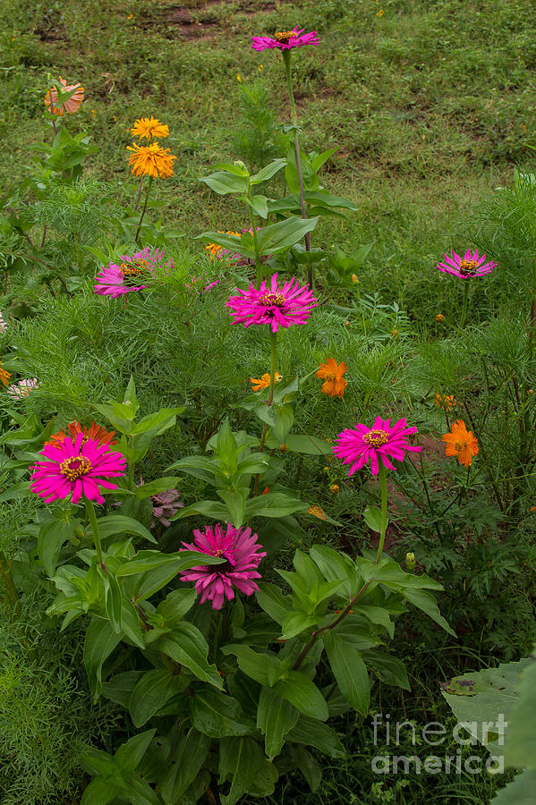 Zinnias and Cosmos Photograph by Jim McCain