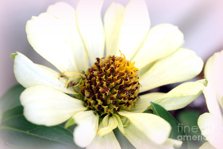 Flower Photograph - Zinnias and Cream by Kathy  White