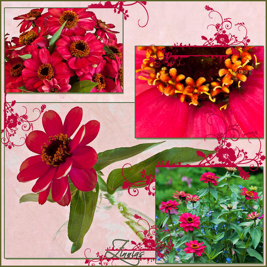 Zinnias Four Photo Collage  Photograph by Sandra Foster