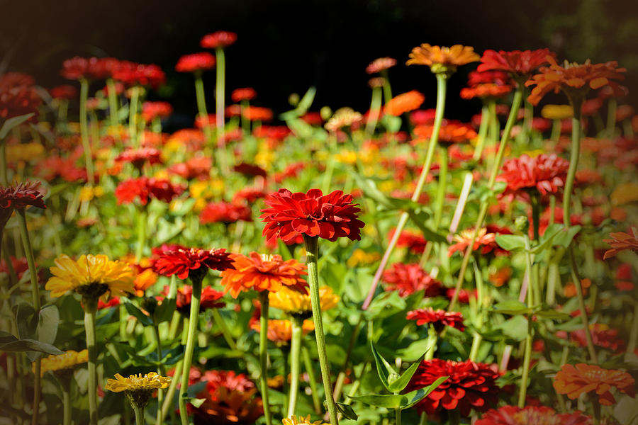 Zinnias Photograph by Jeanne May