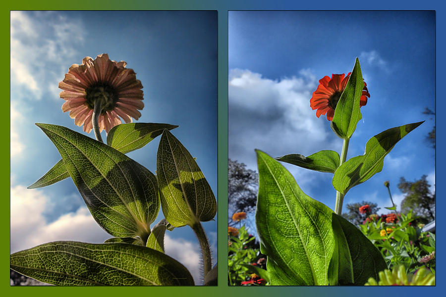 Zinnias Standing Tall 2 Panel Photograph by Thomas Woolworth