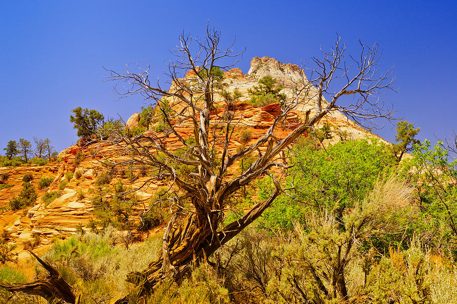 Zion National Park Photograph - Zion Desert by Greg Norrell