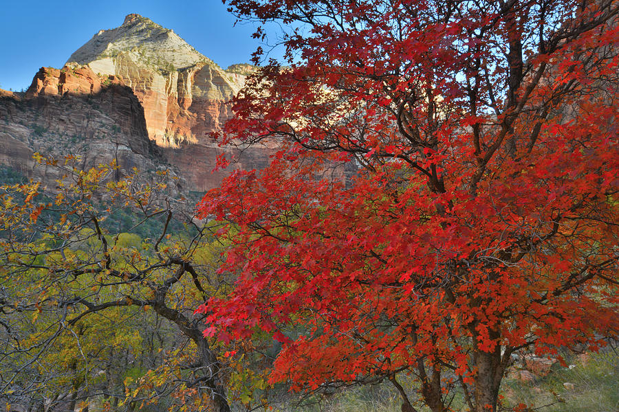 Zion Fall Colors Photograph by Ray Mathis