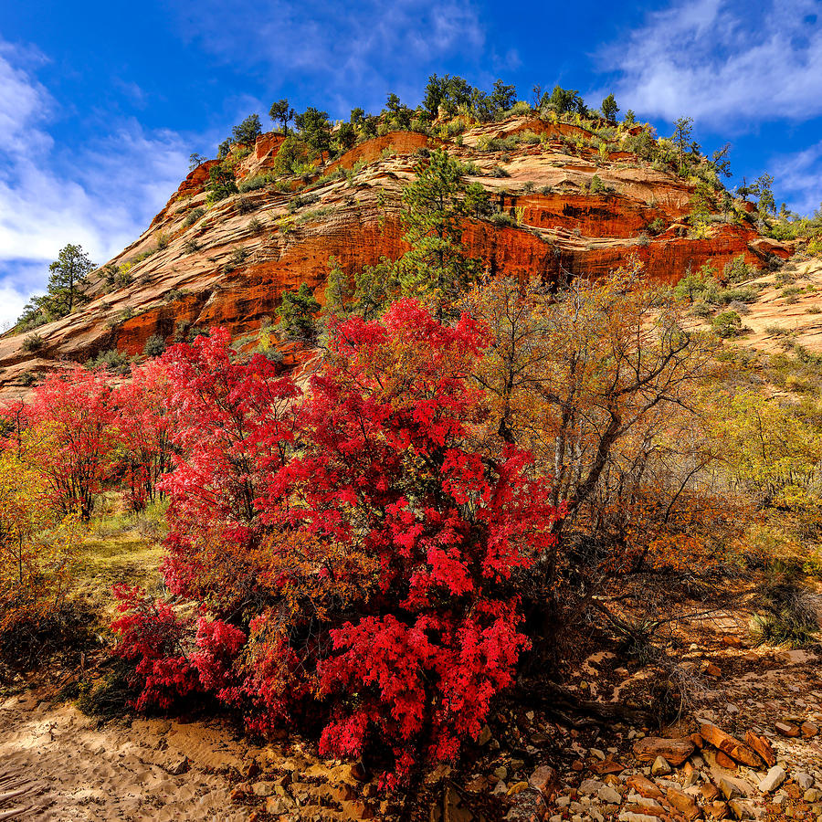 Zion National Park Photograph - Zion Mountain Maples by Greg Norrell