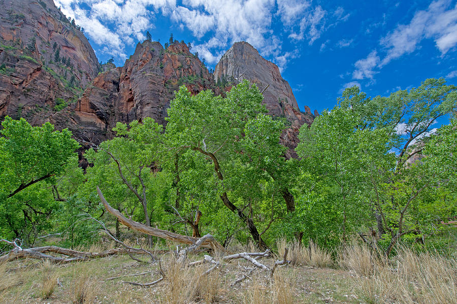 Zion National Park Photograph by Willie Harper