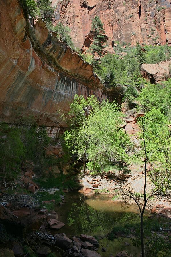 Zion Park Emeral Pool Photograph by LeeAnn Janeway - Fine Art America