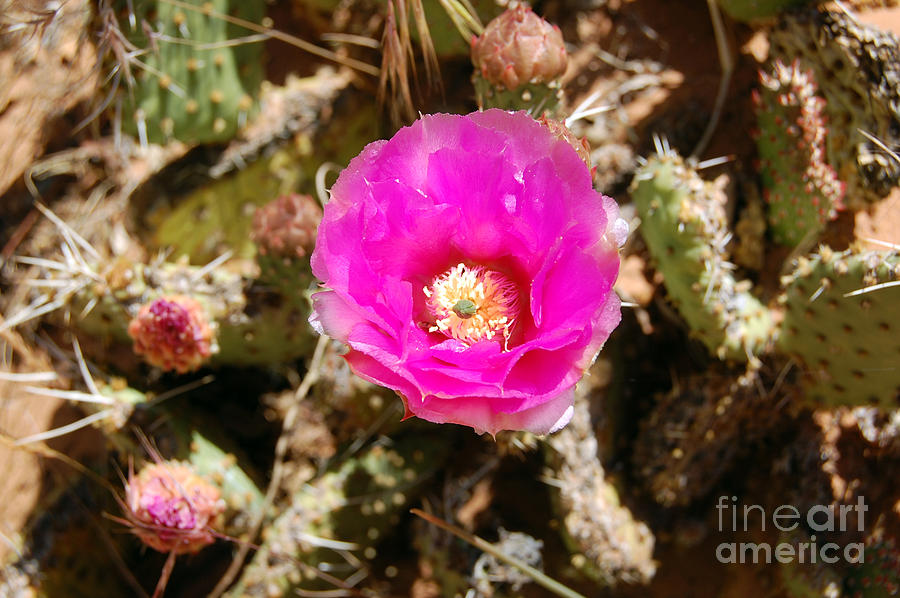 Zion Pink Cactus Flower Photograph by Debra Thompson