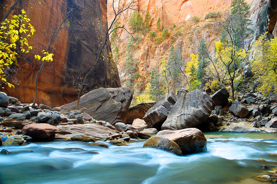Tree Photograph - Zion River by Dean Mayo