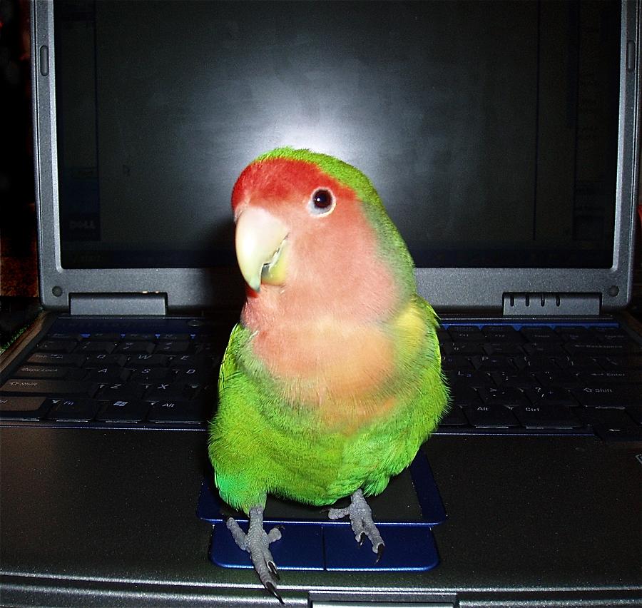 Parrot Photograph - Zippy the Lovebird by Joan Reese
