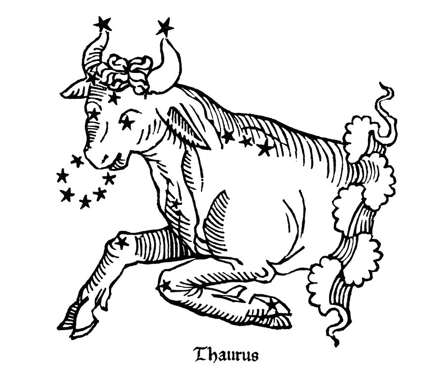 Zodiac Taurus, 1482 Drawing by Granger