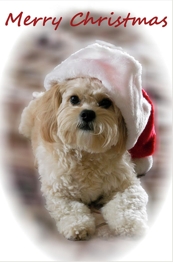 Dog Photograph - Zoes Christmas by Geraldine Alexander