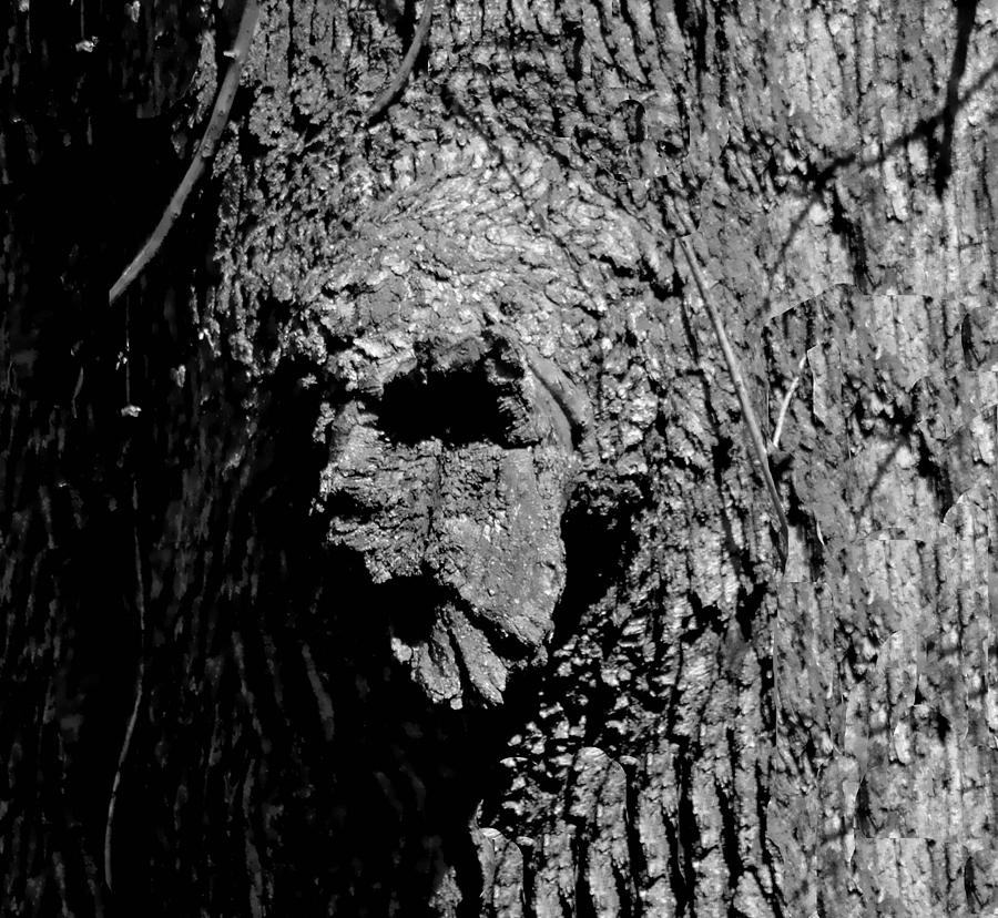 Zombie Tree Troll Photograph by Deena Stoddard