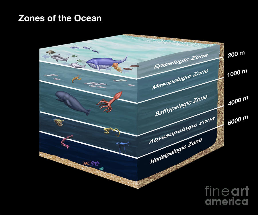 Zones Of The Ocean Photograph by Spencer Sutton