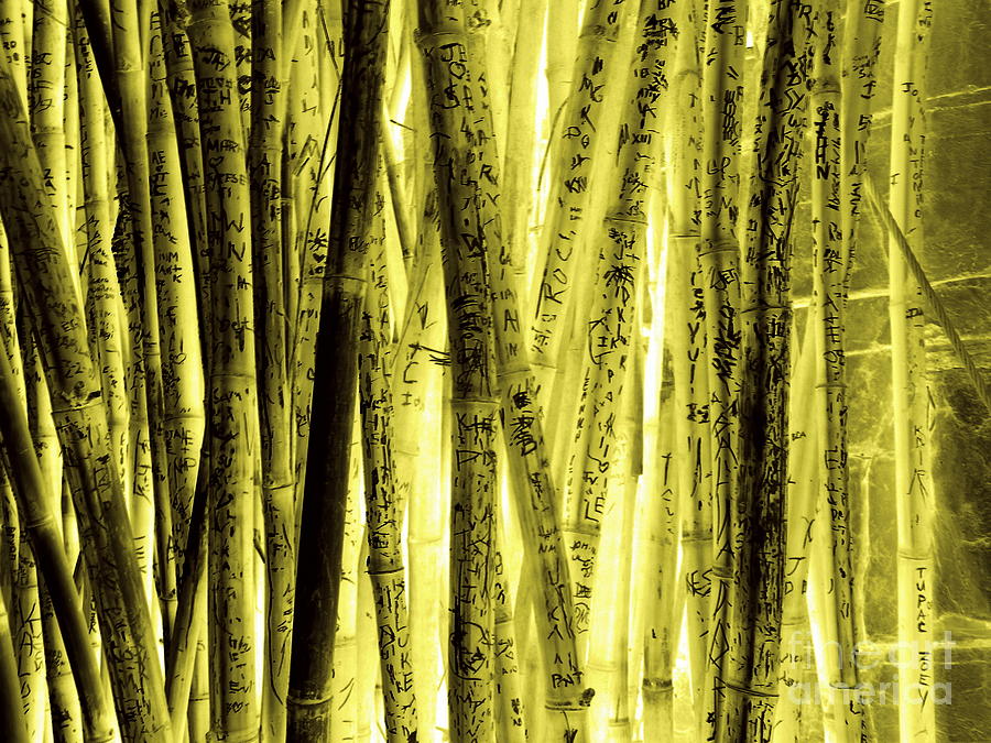Zoo Bamboo Photograph