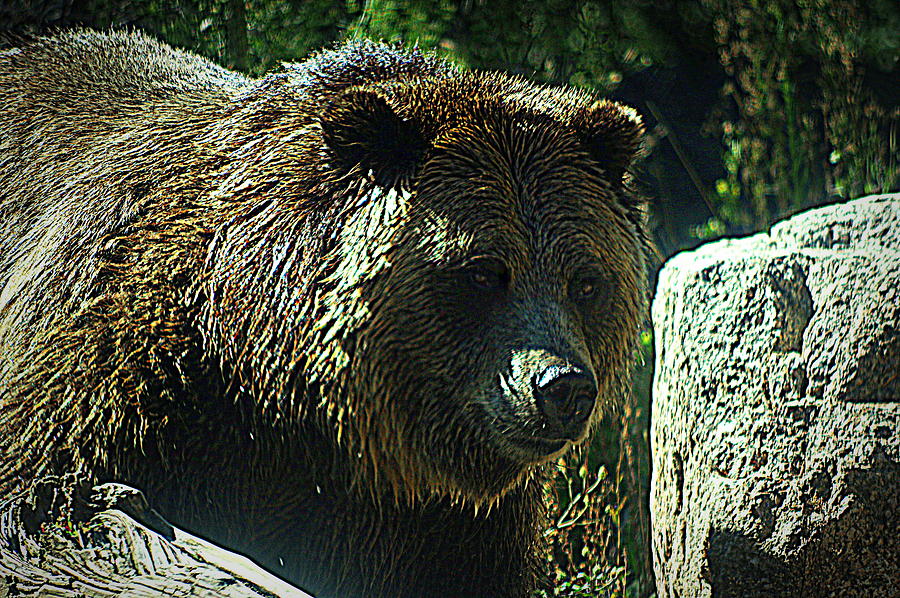 Zoo Bear Photograph by Matt Helm